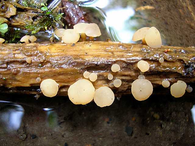 2005 :  Un anno di funghi